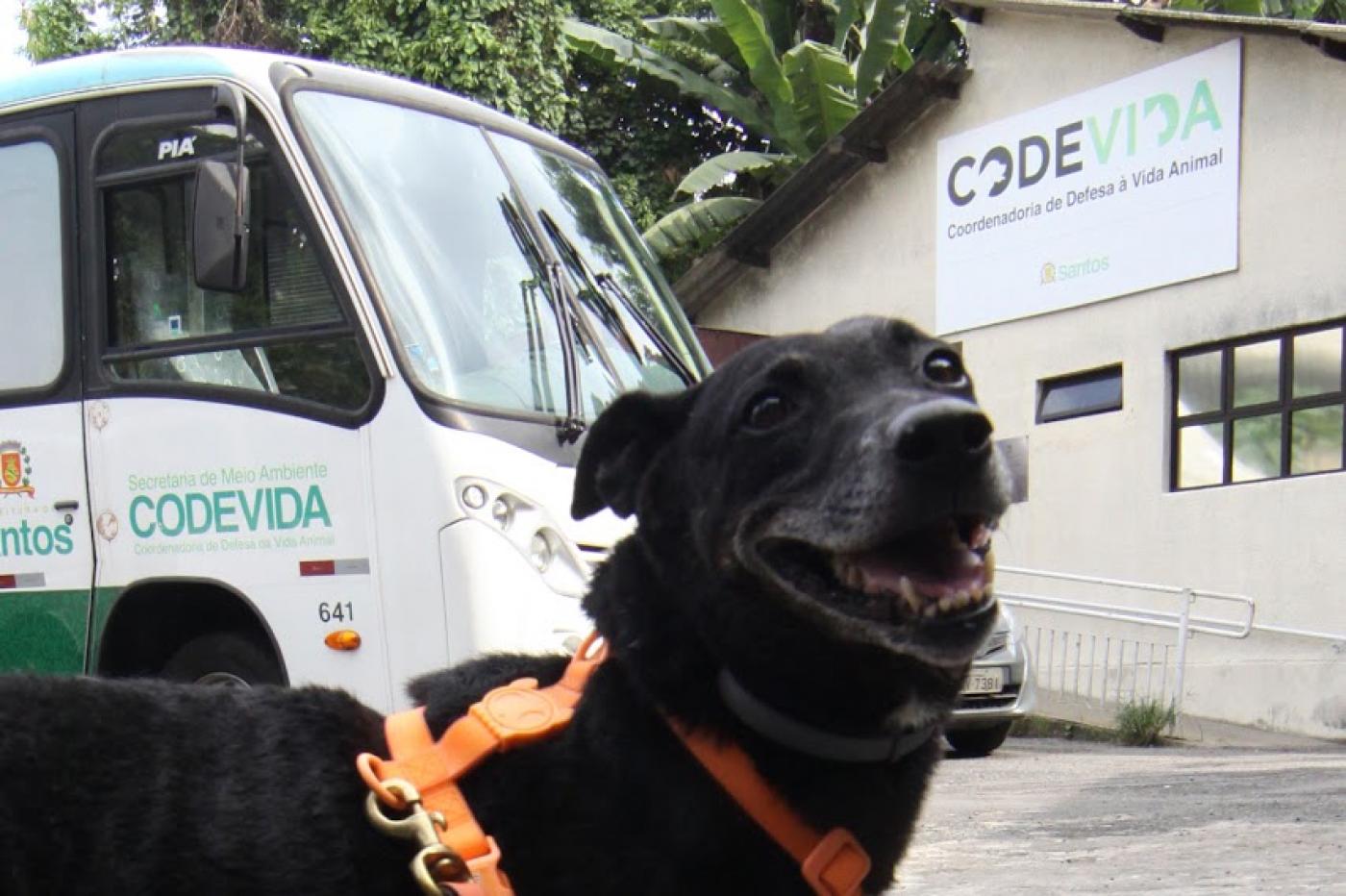 94 animais esperam por adoção e ainda mais carinho em Santos