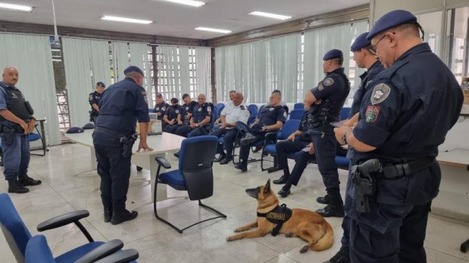 Guarda Municipal de Santos treina terapia com cães e ganha filhote para a corporação