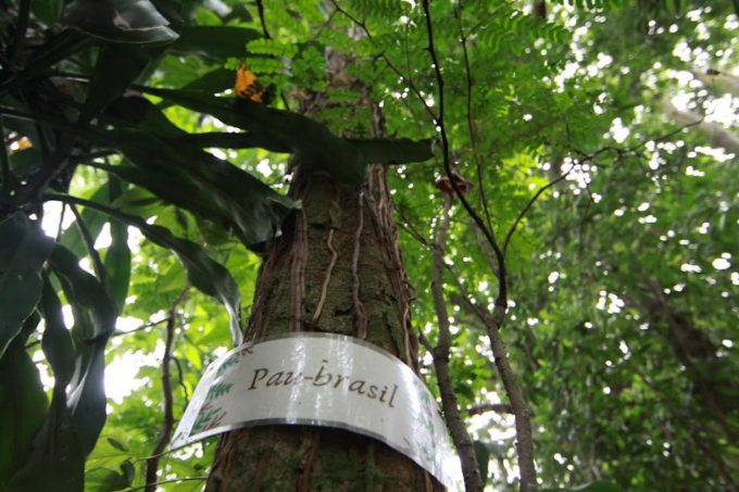 Parques de Santos celebram Dia Nacional do Pau-Brasil com atividades on-line