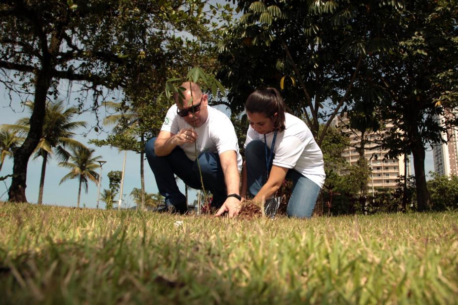 Plantar árvores em Santos: como ser voluntário?