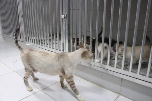 Campanha de Inverno arrecada doações para animais da Codevida