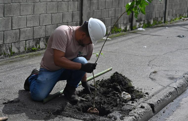 Santos soma mais de 700 novas árvores em 2025