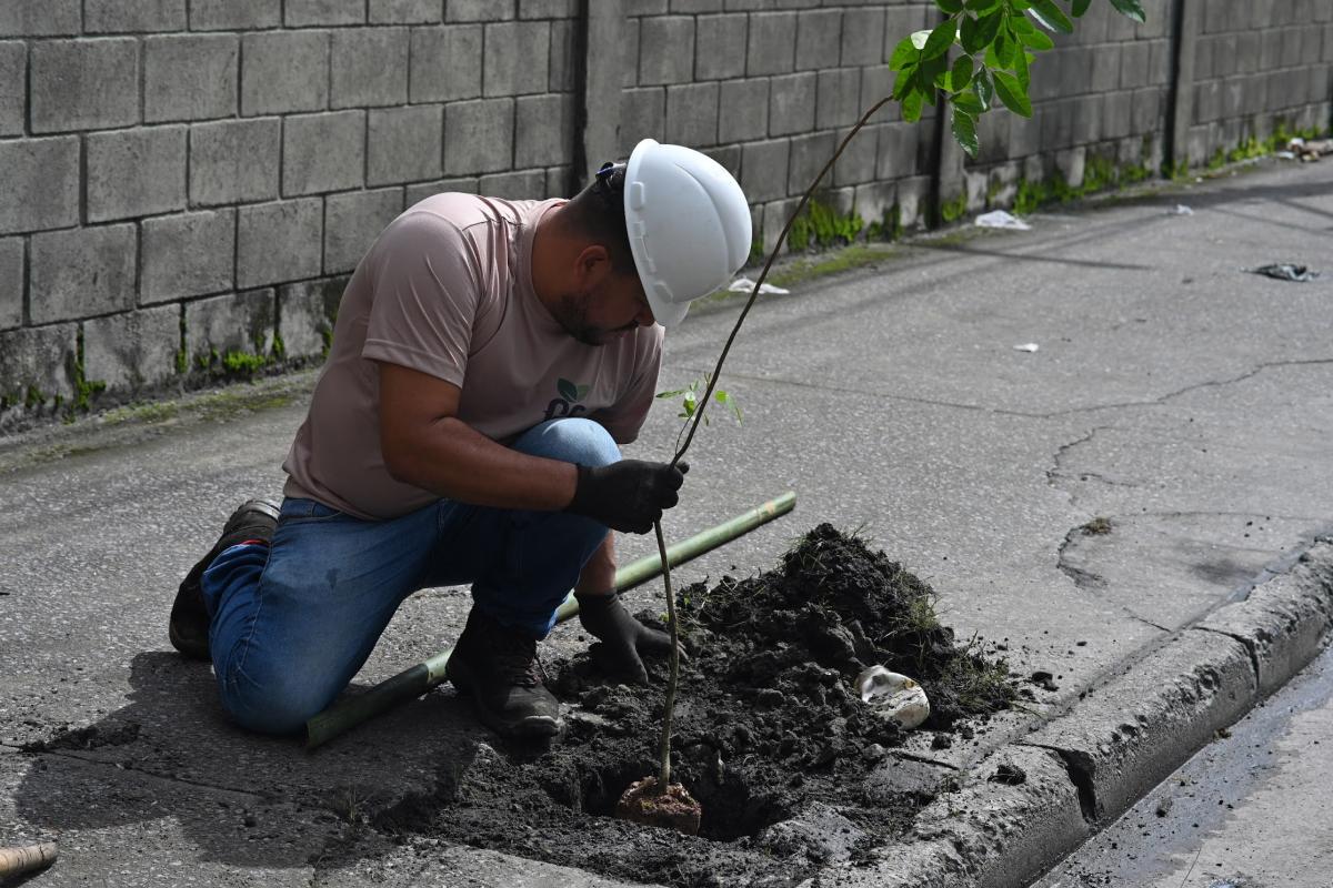 Santos soma mais de 700 novas árvores em 2025