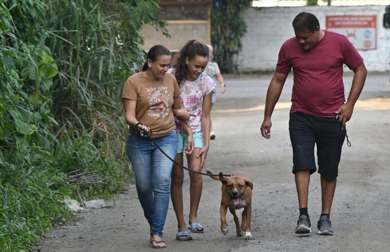 Codevida oferece vacina gratuita para cães em Santos