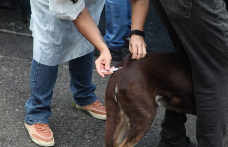 Vacinação Antirrábica em Santos tem posto fixo para cães e gatos