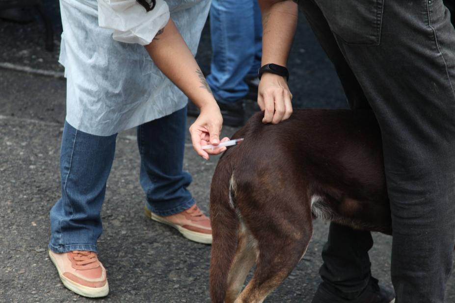 Vacinação Antirrábica em Santos tem posto fixo para cães e gatos