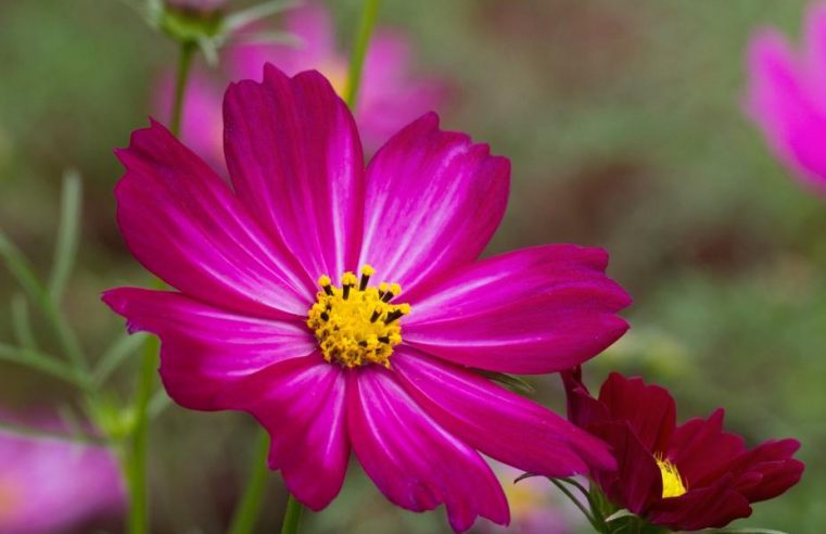 Oficina de ajudante de florista no Jardim Botânico de Santos