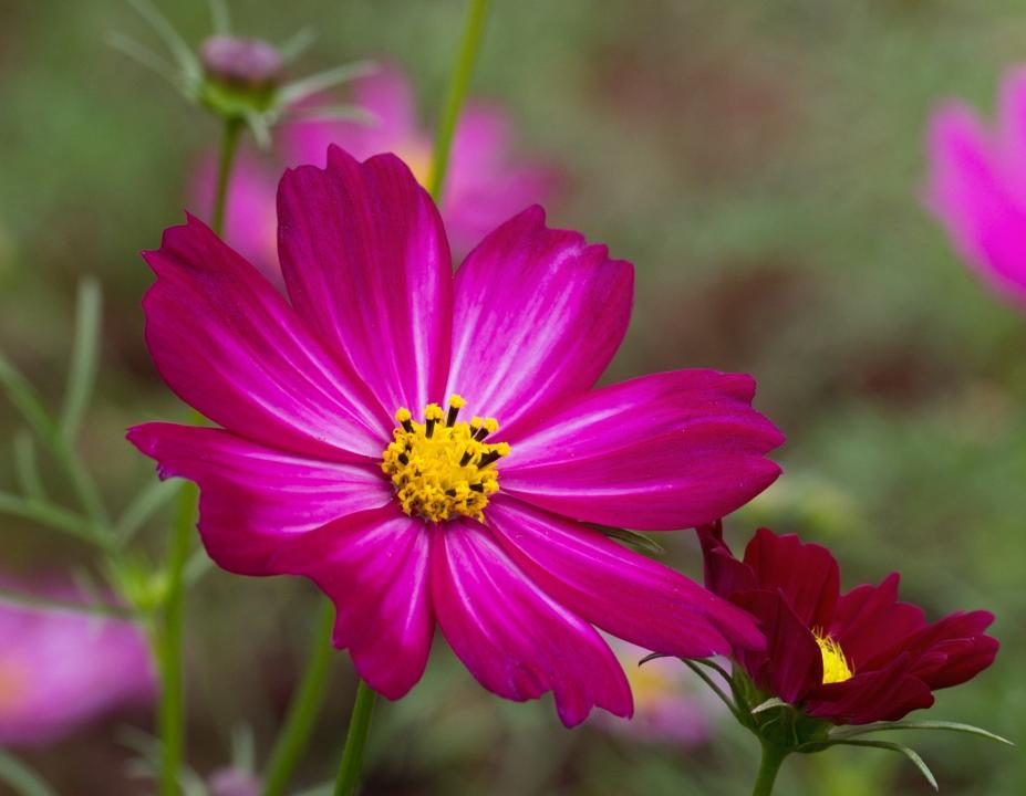 Oficina de ajudante de florista no Jardim Botânico de Santos