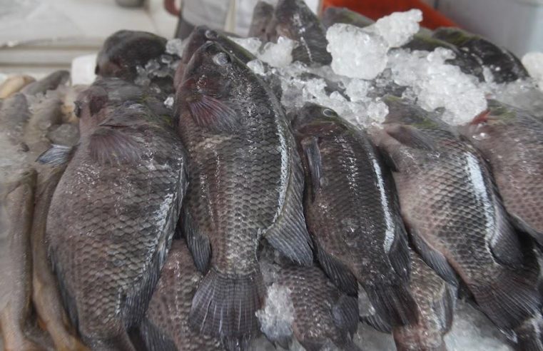 Mercado de Peixe de Santos realiza Festival da Tilápia
