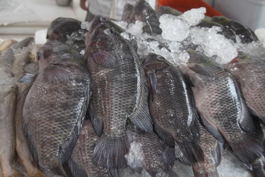 Mercado de Peixe de Santos realiza Festival da Tilápia