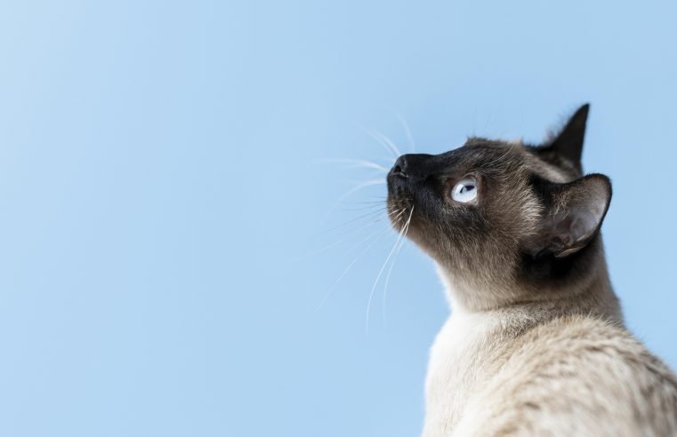 Santos faz busca ativa de esporotricose no bairro São Manoel