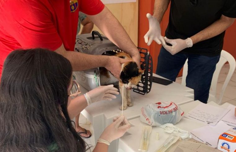 Santos intensifica combate à esporotricose com busca ativa no Bairro São Manoel