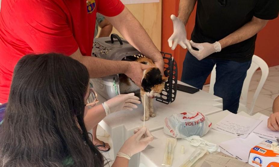 Santos intensifica combate à esporotricose com busca ativa no Bairro São Manoel