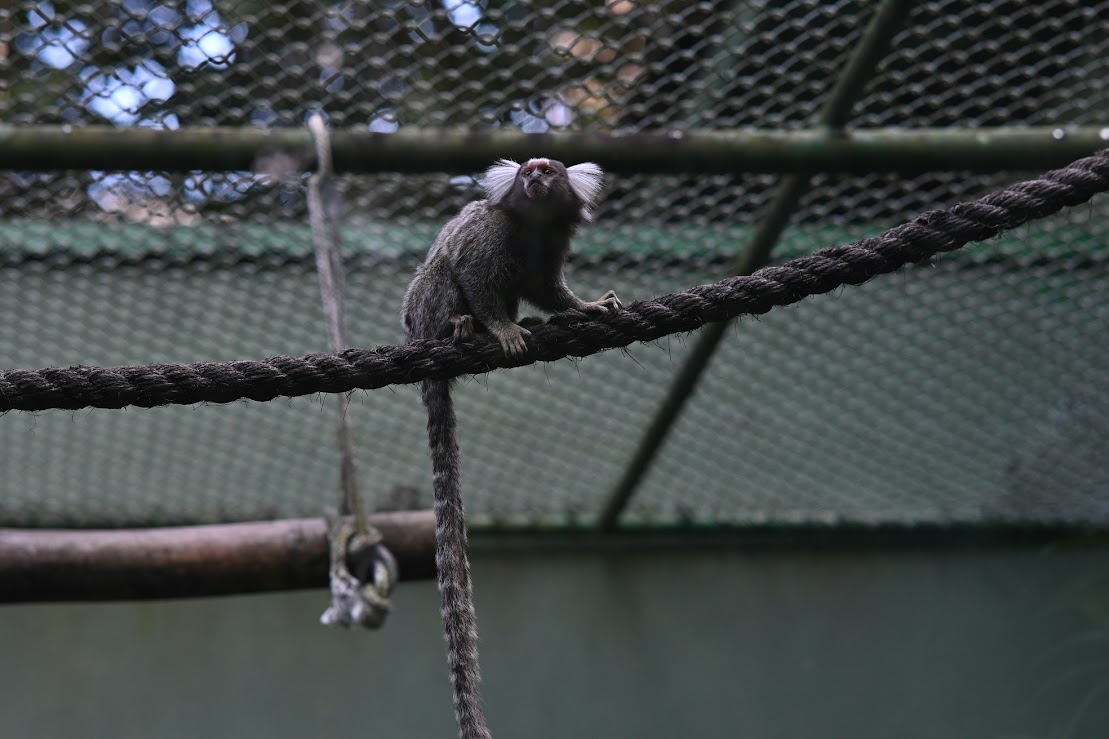 Orquidário Municipal celebra 80 anos com festa e programação especial