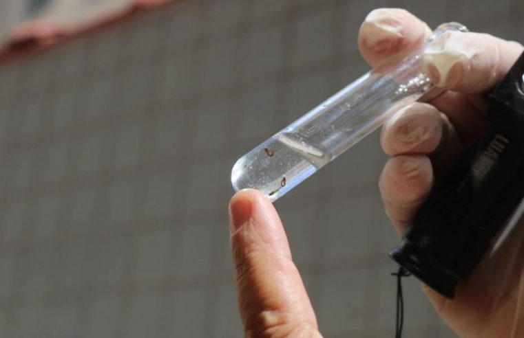 Santos realiza seminário para reforçar combate ao Aedes aegypti no Porto