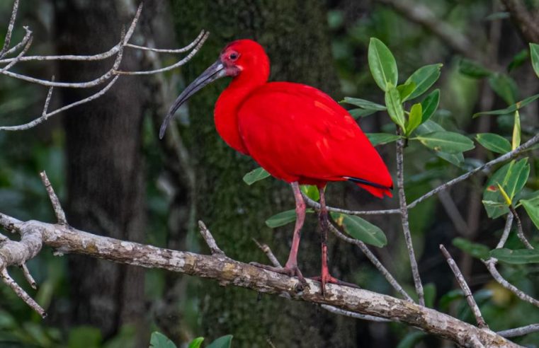 Grupo de observação de aves registra espécies de manguezal na Ilha Diana
