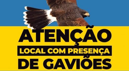Santos inicia campanha de educação ambiental para orientar convivência com gaviões